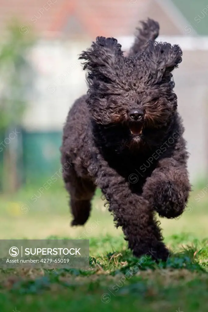 Barbet, French Water Dog. Adult running towards the camera