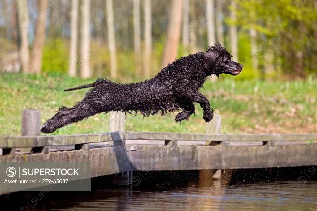 Irish Water Spaniel. Adult leaping from a jetty into water
