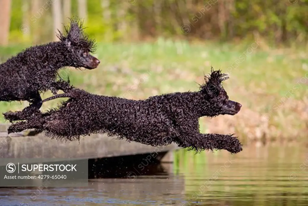 Irish Water Spaniel. Two adult leaping from a jetty into water