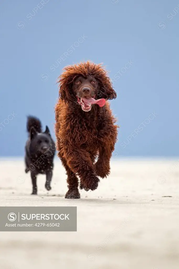 Irish Water Spaniel. Brown adult running towards the camera, followed by a black mixed-breed dog