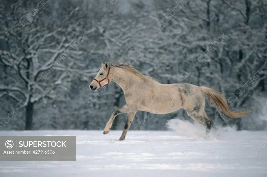 Thoroughbred - galloping in snow
