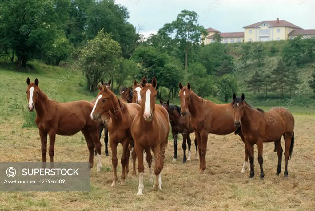 Hanoverian - herd standing on meadow