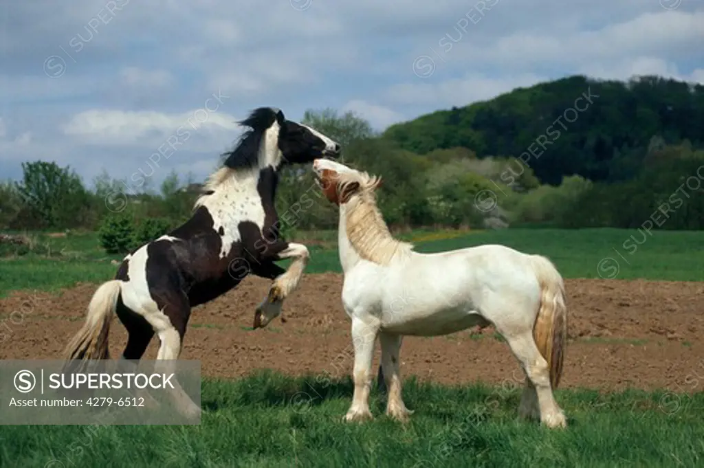 two horses - fighting