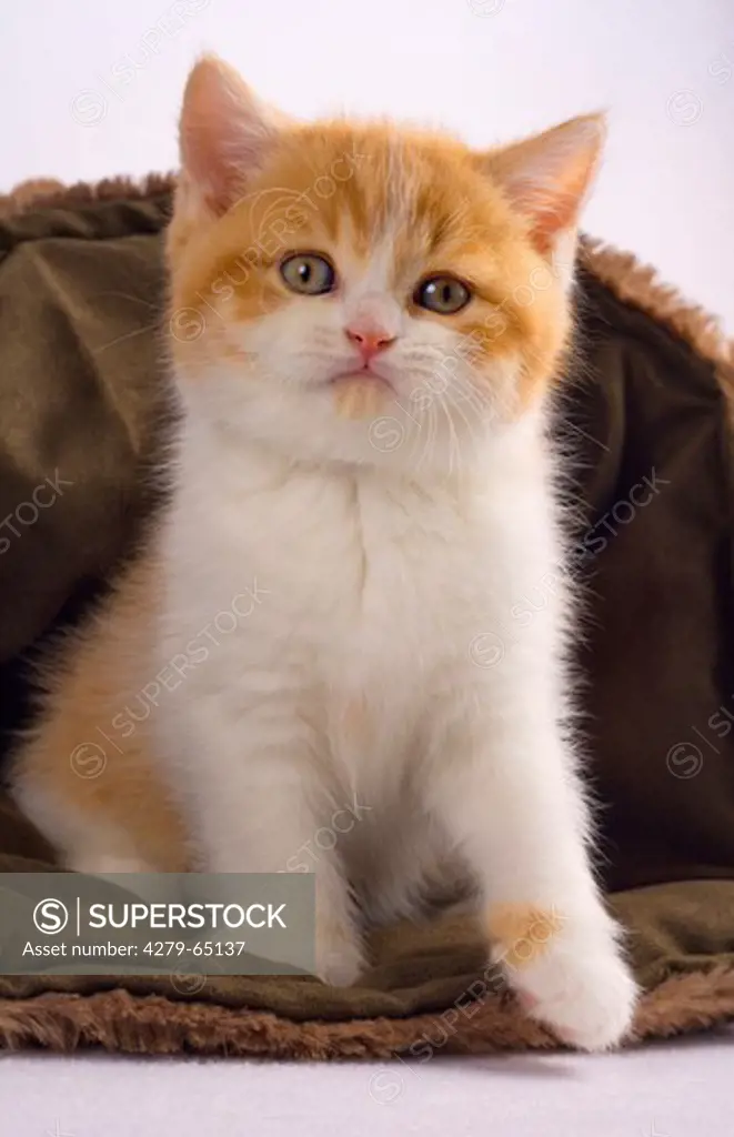 British Shorthair. Tomcat kitten sitting while looking into the camera