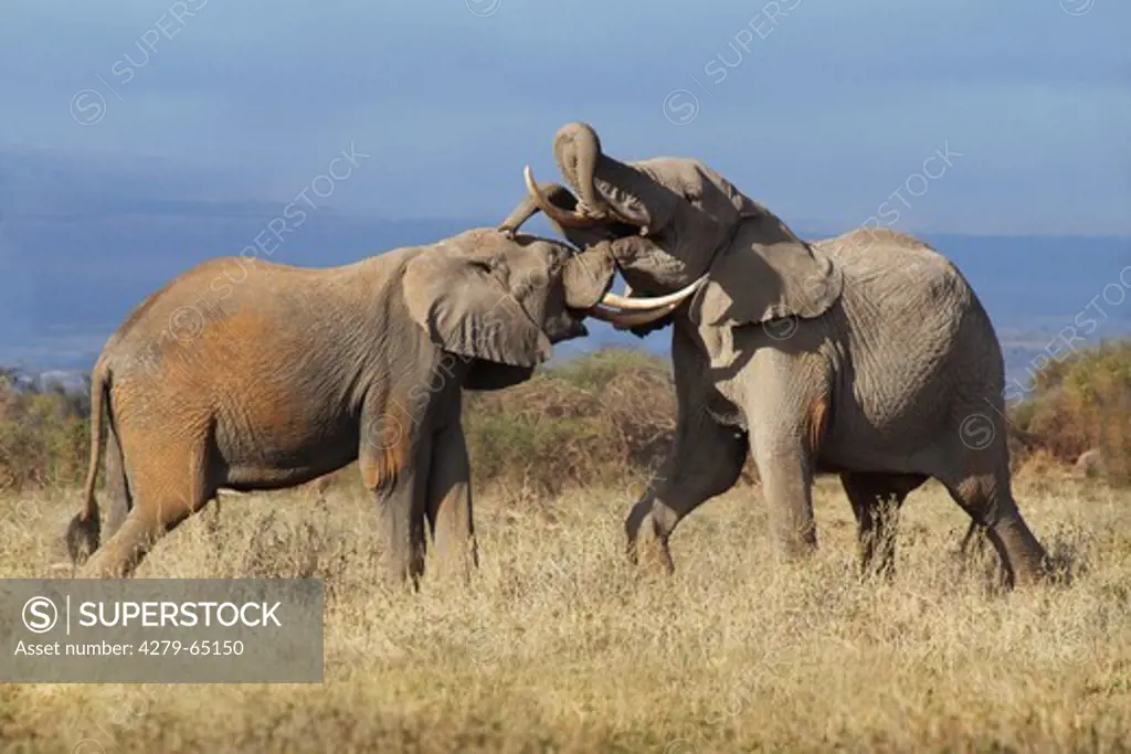 African Elephant (Loxodonta africana). Two individuals sparring. Amboseli National Park, Kenya