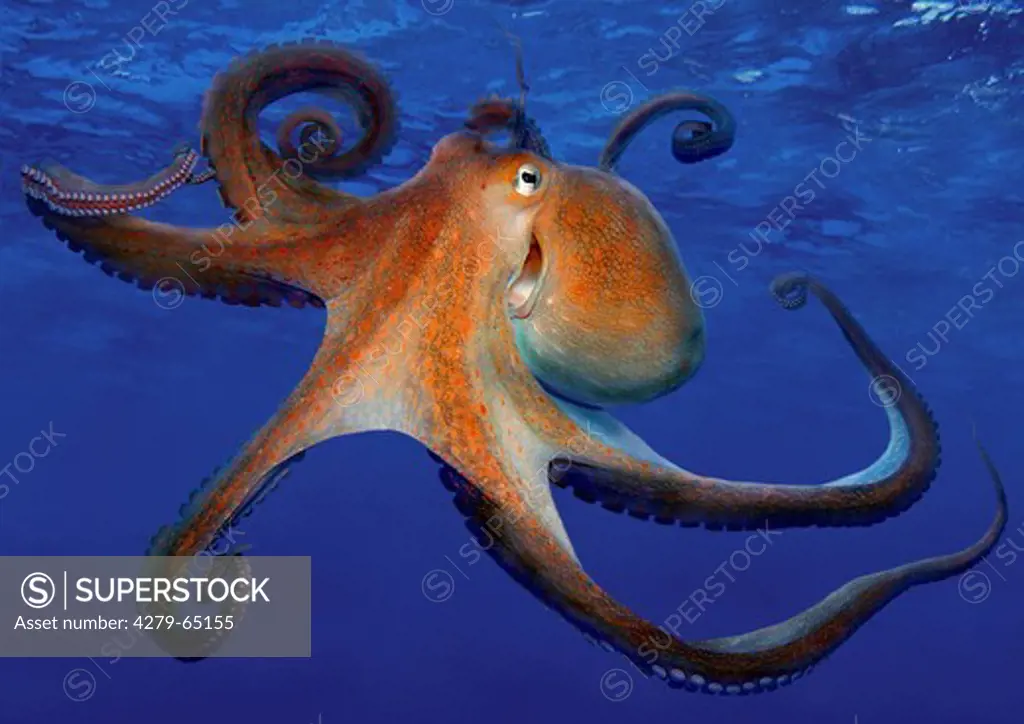 Common Octopus (Octopus vulgaris), swimming