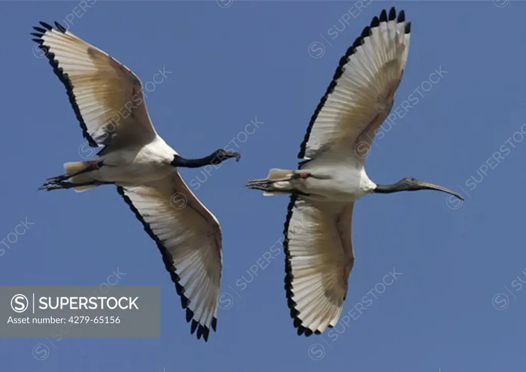 Sacred Ibis (Threskiornis aethiopicus). Two adults in flight