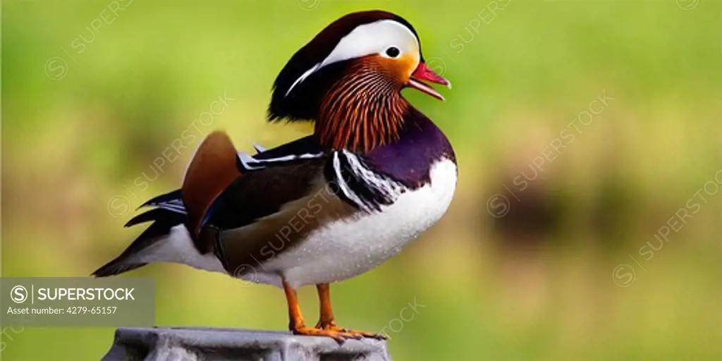 Mandarin Duck (Aix galericulata), drake in breeding plumage standing on a stone