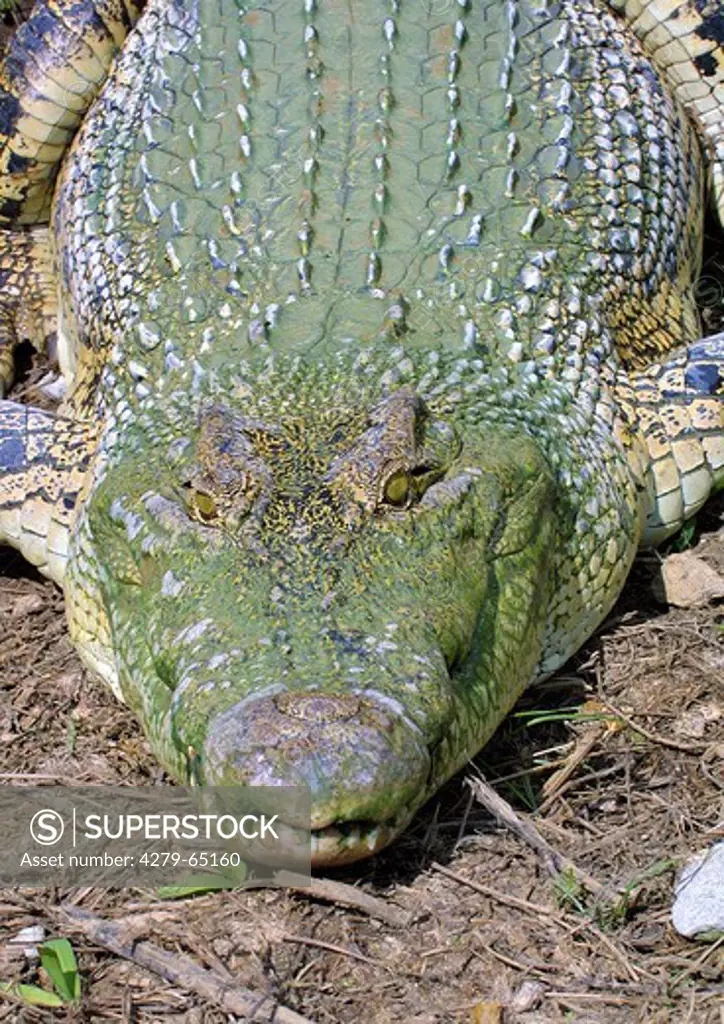 Siamese Crocodile (Crocodylus siamensis), portrait