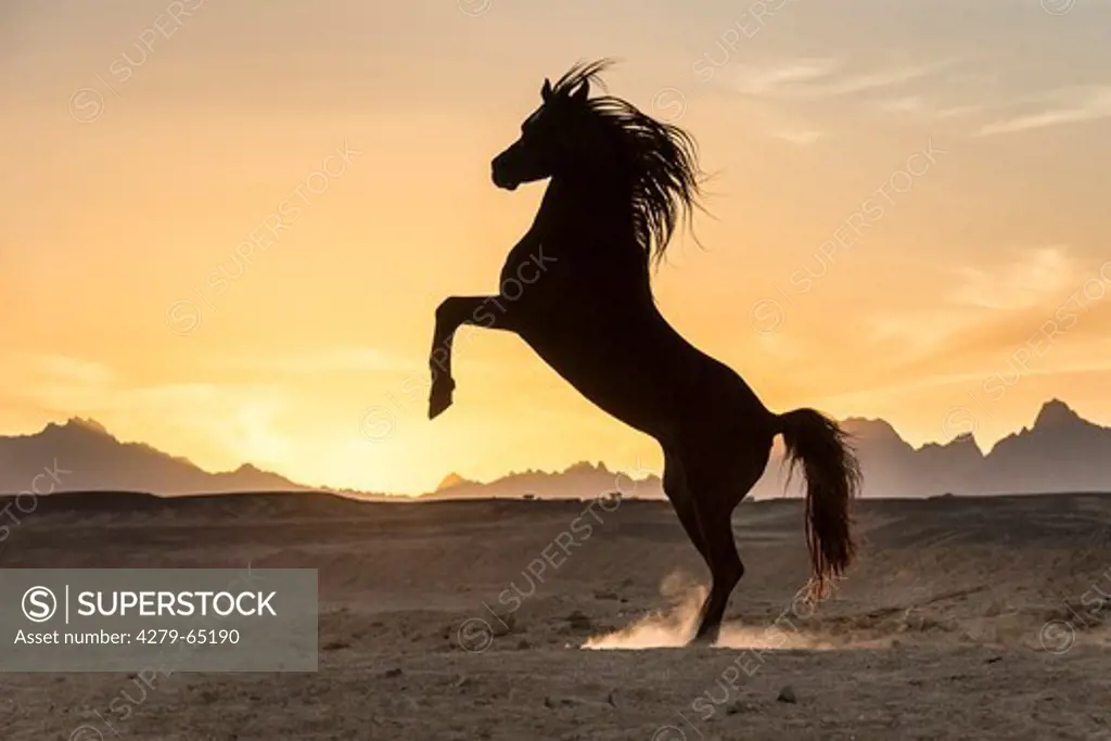 Purebred Arabian Horse. Chestnut stallion rearing in the desert, silhouetted against the setting sun