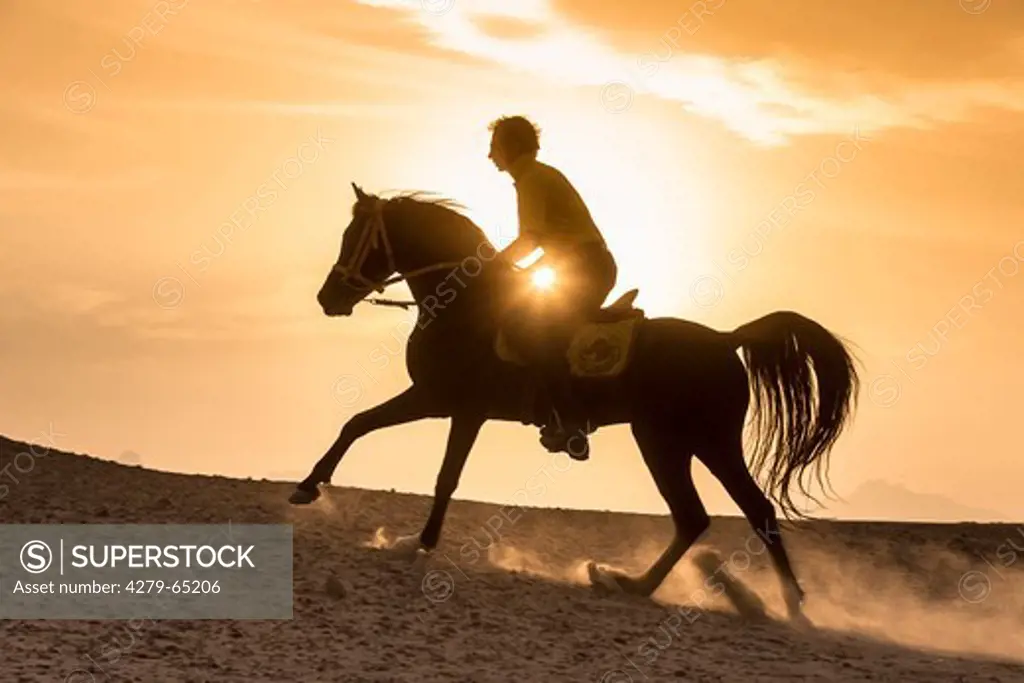 Purebred Arabian Horse. Bay stallion with rider galloping in the desert, silhouetted against the setting sun