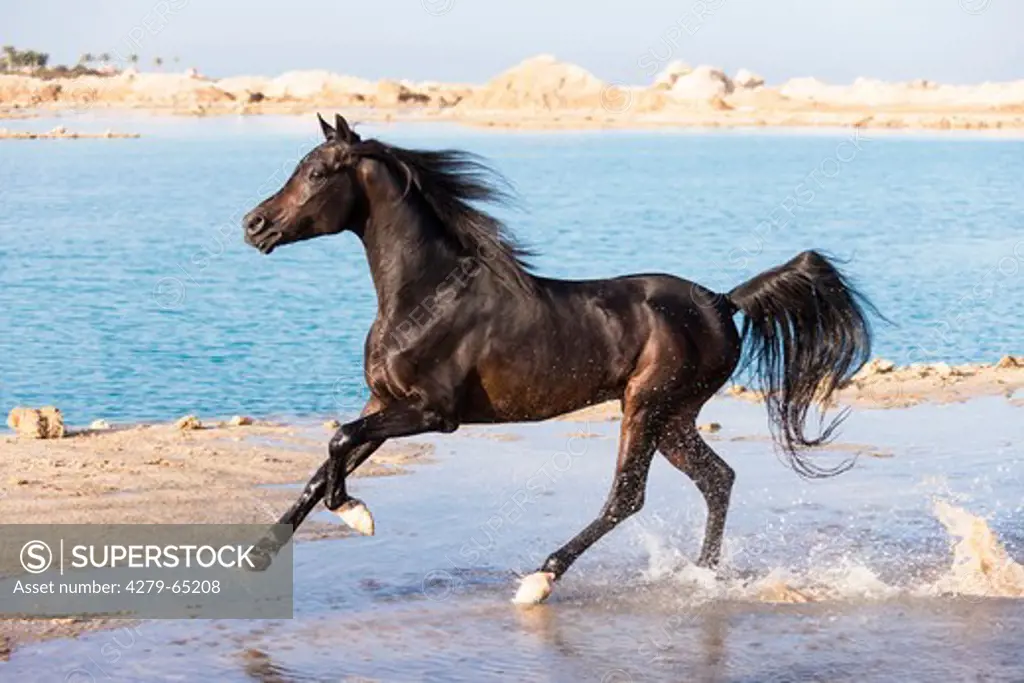 Purebred Arabian Horse. Bay stallion galloping in shallow water on a beach