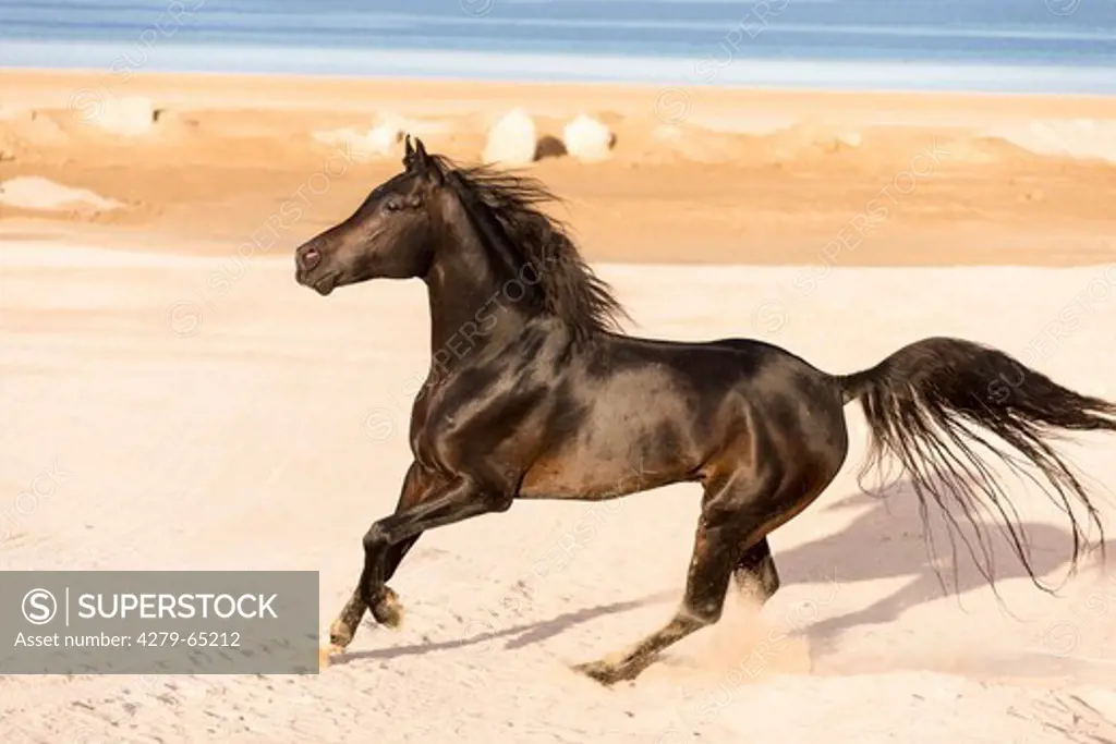 Purebred Arabian Horse,
