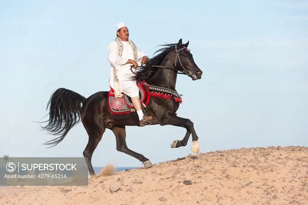 Purebred Arabian Horse. Bay stallion with rider galloping in the desert