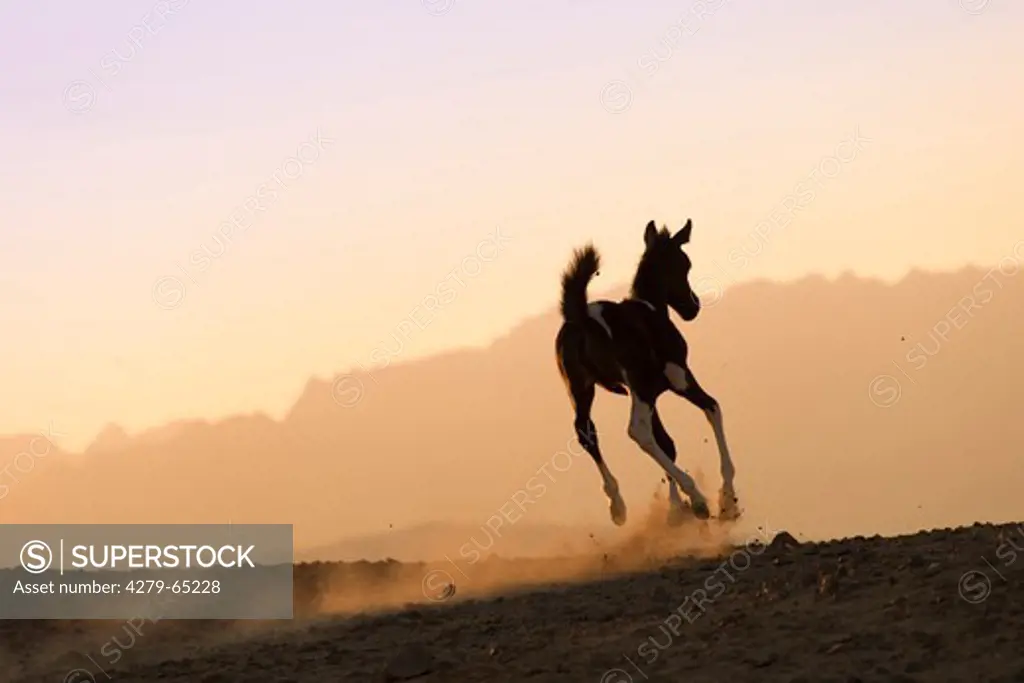 Purebred Arabian Horse. Pinto foal galopping in the desert