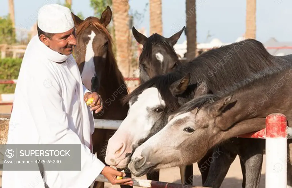 Arabian Horse and Barb Horse. Young horses in a paddock receiving a reward