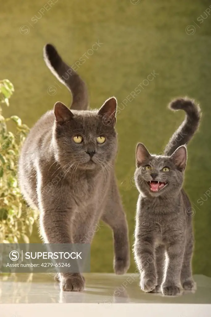 Domestic Cat. Gray mother and her hissing daughter (5 month old) walking towards the camera