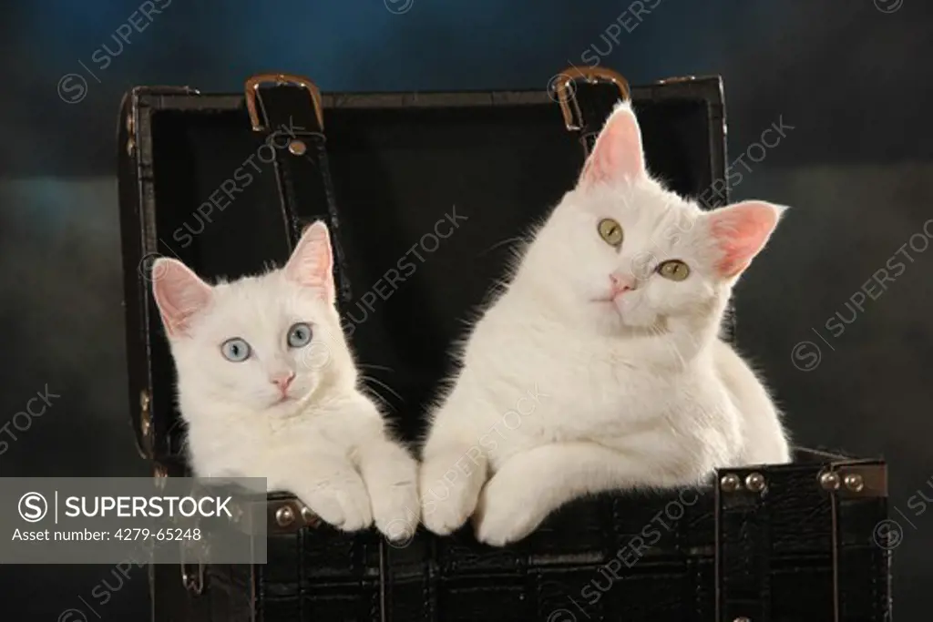 Domestic Cat. Two white kittens (5 month old) in a black suitcase