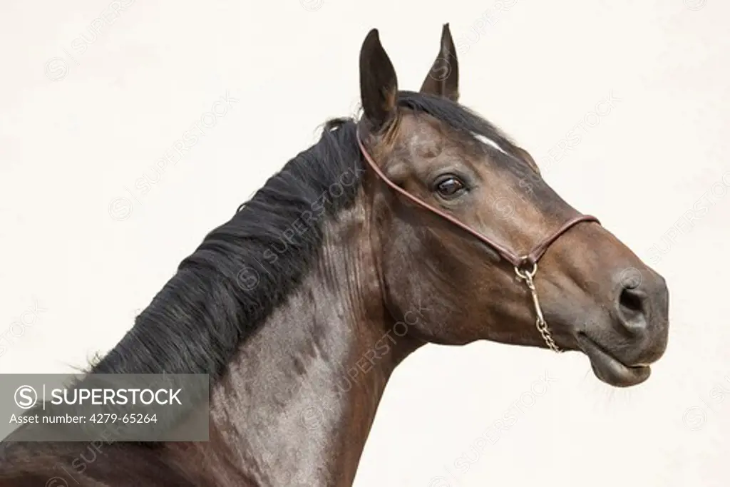 Hackney Horse. Portrait of bay mare