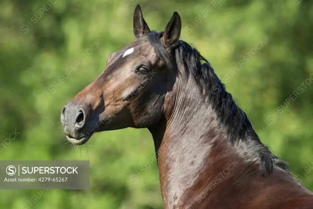 Hackney Horse. Portrait of bay mare