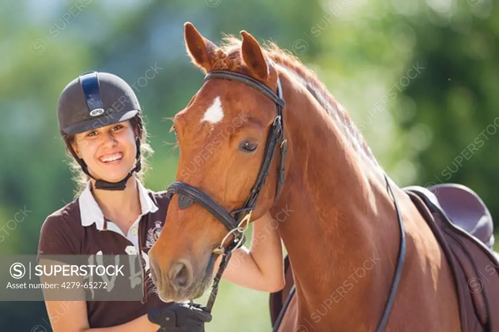 Hackney Horse. Chestnut horse with rider, portrait