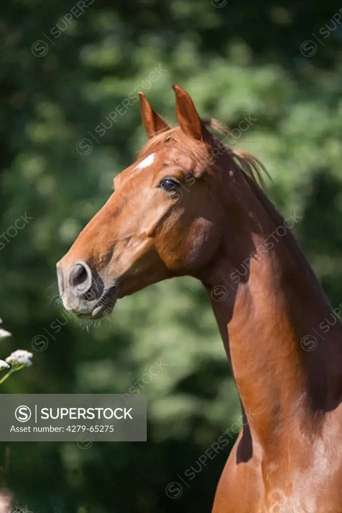 Hackney Horse. Chestnut horse, portrait