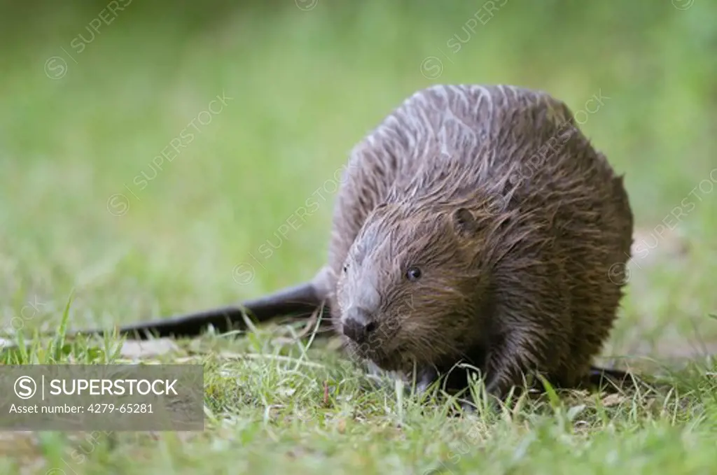 European Beaver (Castor fiber). Curious juvenile, Austria