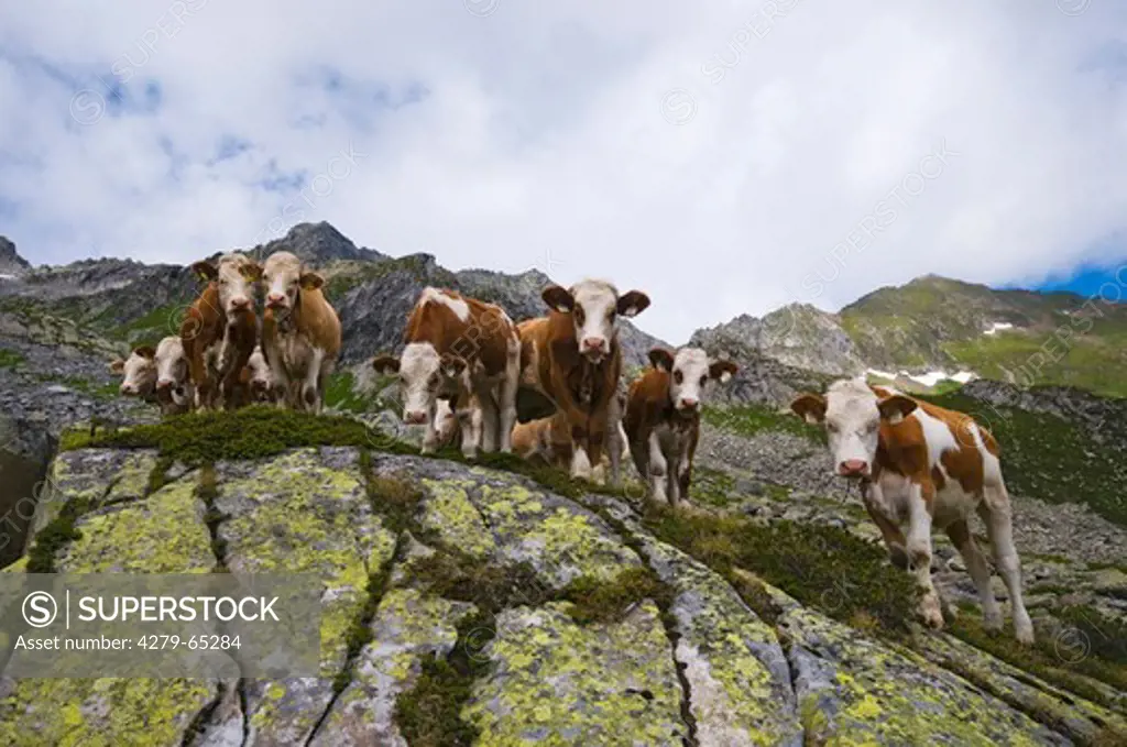 Domestic Cattle, Simmentaler Fleckvieh Cattle (Bos primigenius, Bos taurus). Herd on a mountain pasture. Zillertaler Alps, Tyrol