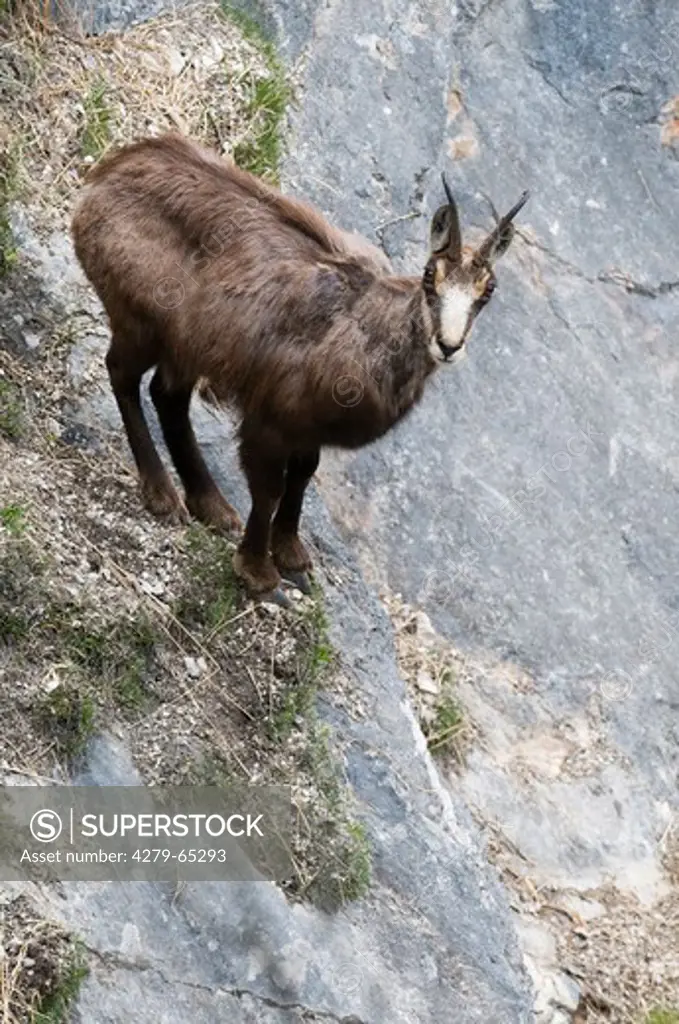 Chamois (Rupicapra rupicapra). Adult standing on a rocky steep slope. Austria
