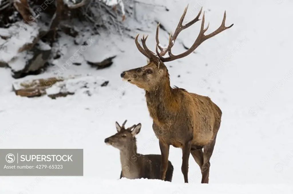 Red Deer (Cervus elaphus). Zwo stags emerging from a steep snowy slope. Tyrol, Zillertal Alps, Austria