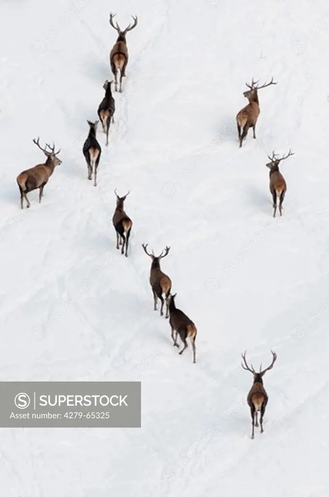 Red Deer (Cervus elaphus). Group of stags on a steep snowy slope. Stadelbacher Kar, Zillertal Alps, Austria
