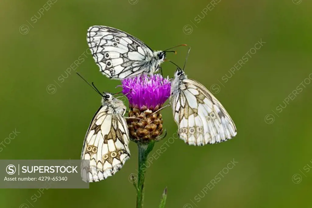 Marbled White (Melanargia galathea). Three butterflies on a thistle flower