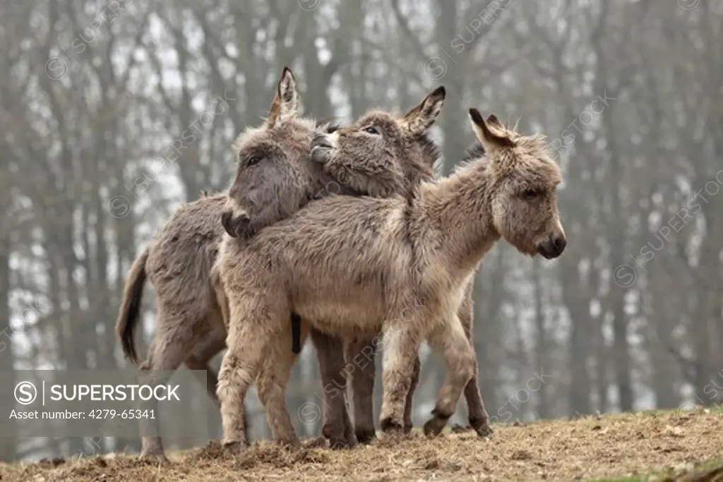 Thuringian Forest Donkey (Equus asinus asinus). Group in a German game park, squabbling
