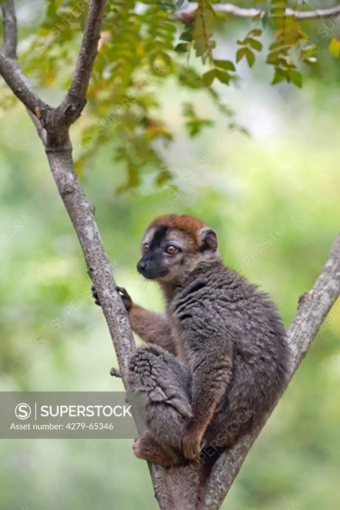 Red-fronted Lemur (Eulemur rufifrons). Male sitting in the fork of a tree. Isolo National Park, Madagascar