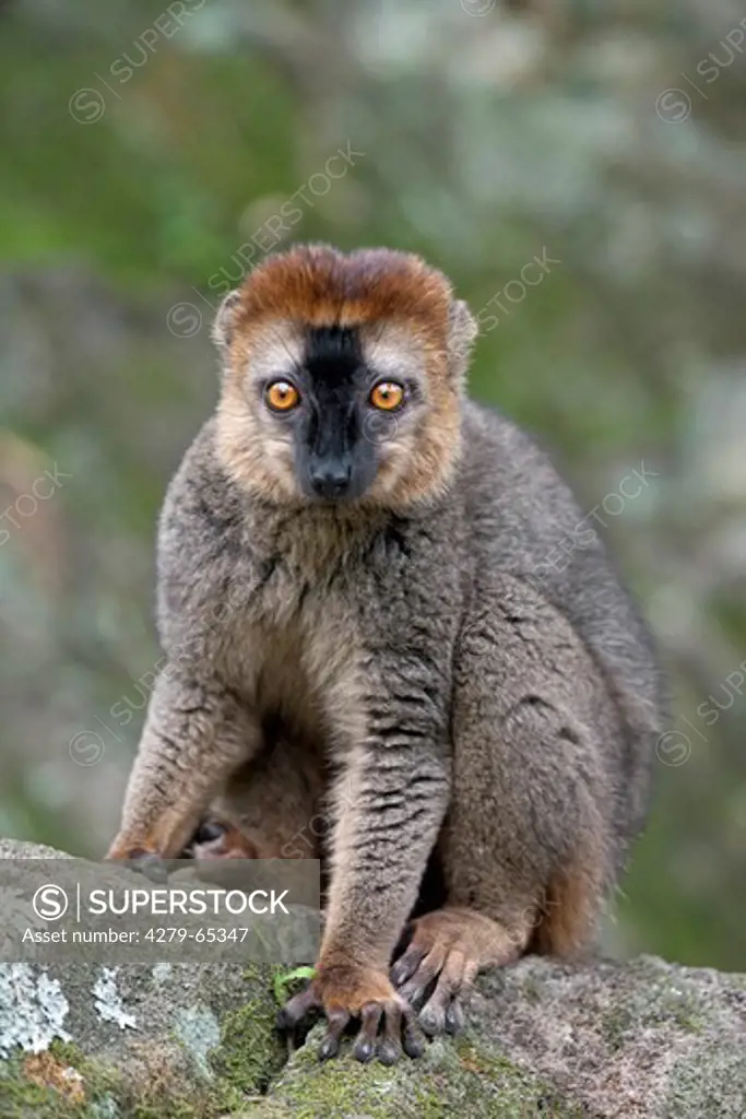 Red-fronted Lemur (Eulemur rufifrons). Male sitting on a rock while looking into the camera. Isolo National Park, Madagascar