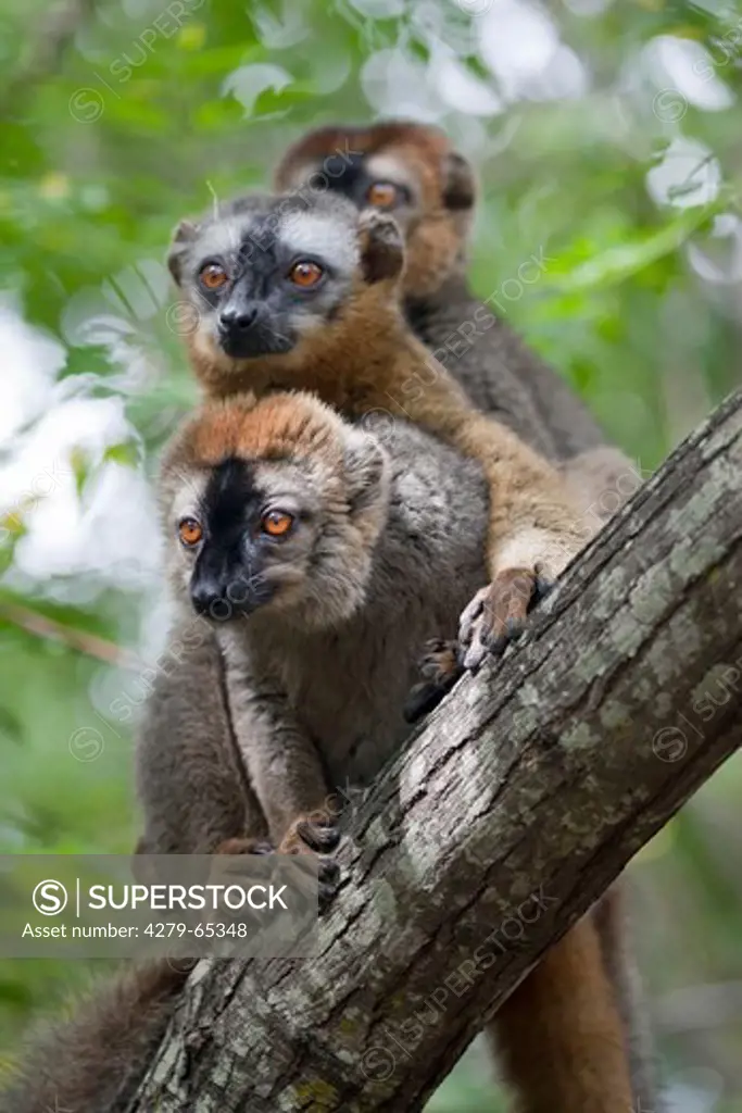Red-fronted Lemur (Eulemur rufifrons). Three individuals on a branch. Isolo National Park, Madagascar