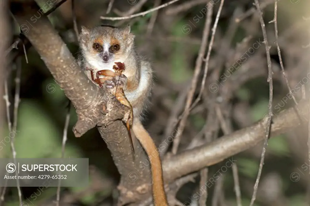 Gray-brown Mouse Lemur (Microcebus griseorufus) eating an insect. Berenty Private Reserve, Madagascar.