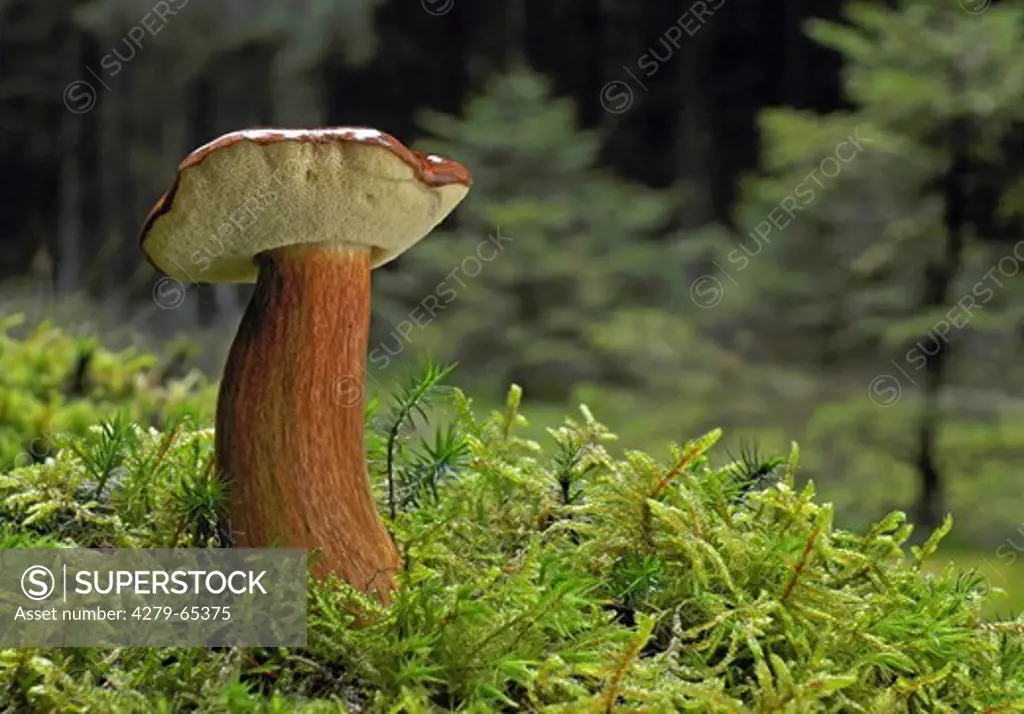 Bay Bolete (Boletus badius, Xerocomus badius). Mushroom in moss