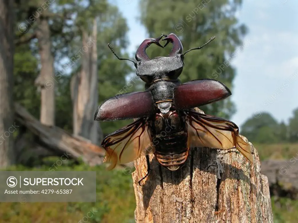 Stag Beetle (Lucanus cervus), male taking-off
