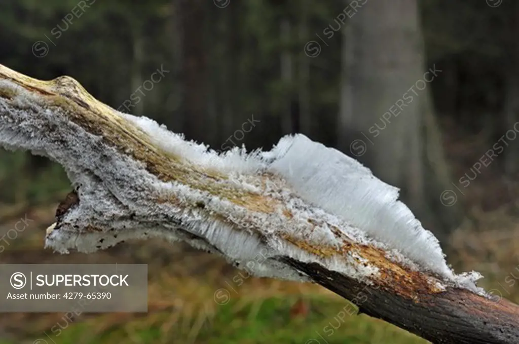 Hair Ice, Ice Wool. Special form of needle ice formed on  decaying wood due to water within in the cell structures exuding to th