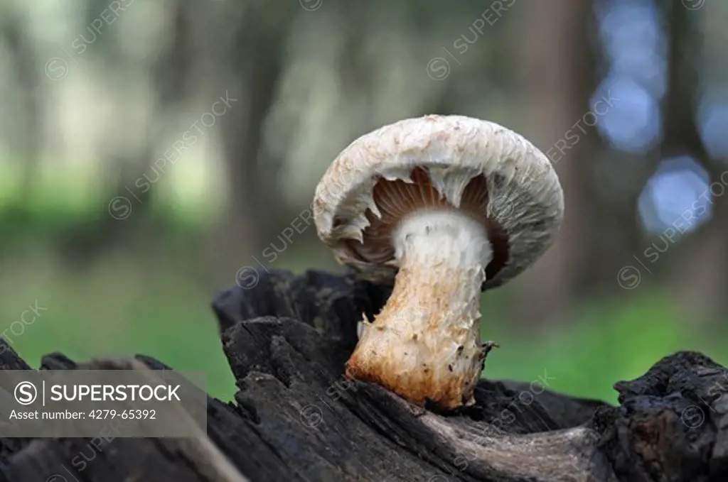 Yellow Laminated Butt Rot of Poplars (Hemipholiota populnea, Pholiota destruens), young mushroom