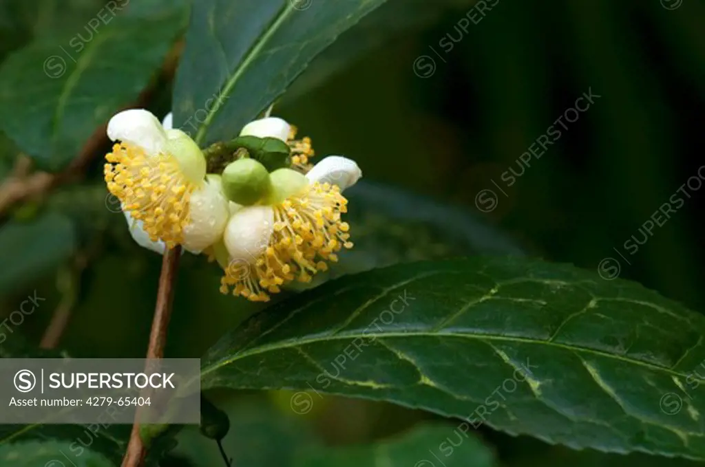 DEU, 2009: Tea Plant (Camellia sinensis), flowering.