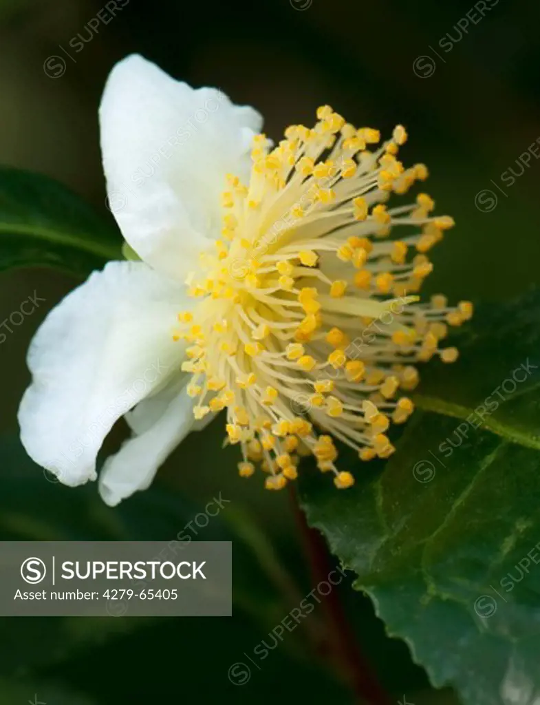 DEU, 2009: Tea Plant (Camellia sinensis), flower.