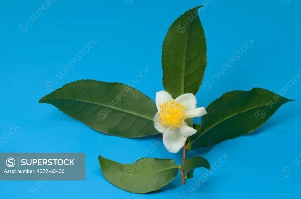 DEU, 2009: Tea Plant (Camellia sinensis), twig with leaves and flowers, studio picture.
