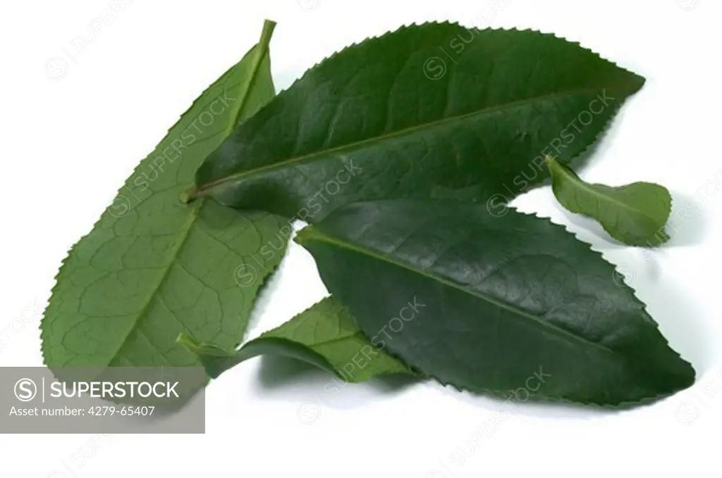 DEU, 2009: Tea Plant (Camellia sinensis), green leaves, studio picture.