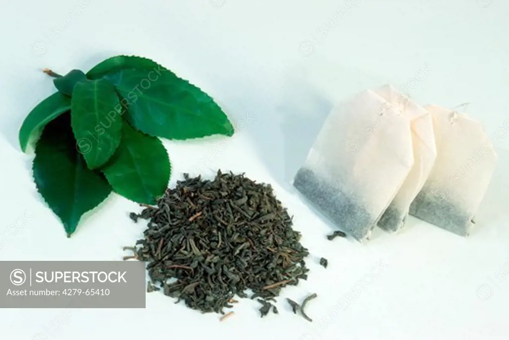 DEU, 2002: Tea (Camellia sinensis), fresh and dried leaves and tea bags, studio picture.