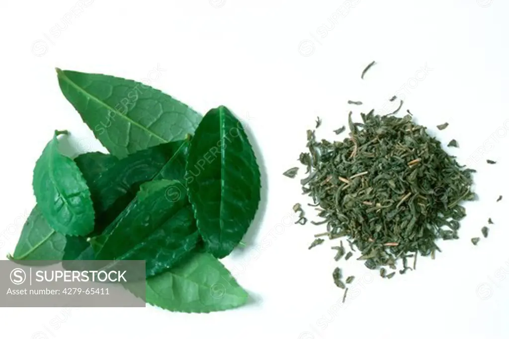 DEU, 2002: Tea (Camellia sinensis), fresh and dried leaves, studio picture.