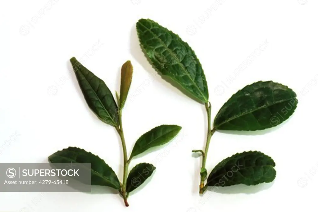 IND, 2001: Tea (Camellia sinensis), tips of new shoots.