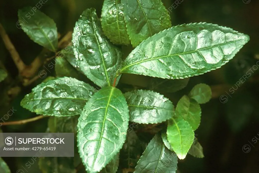 IND, 2001: Tea (Camellia sinensis), leaves.