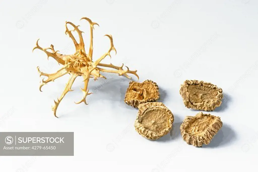ZAF, 2008: Devils Claw (Harpagophytum procumbens), hooked fruit and and dried root slices, studio picture.